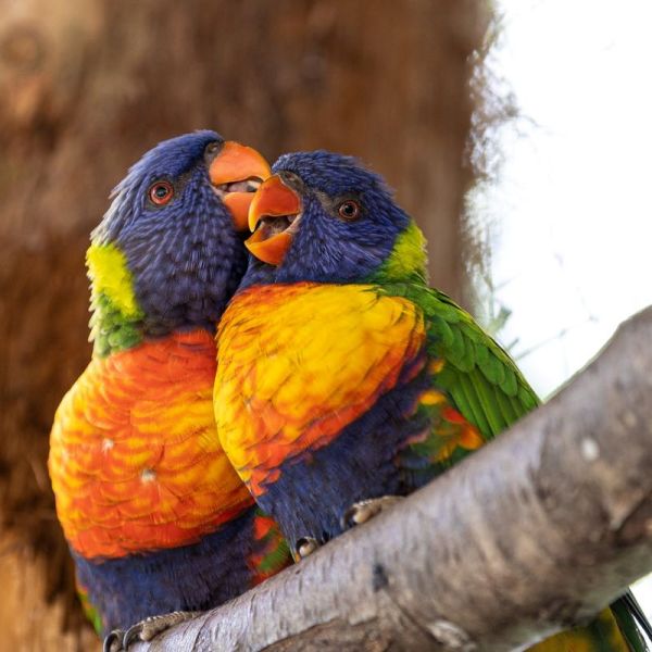 É a pensar nos passarinhos que vos desejo um ÓTIMO DIA DOS NAMORADOS