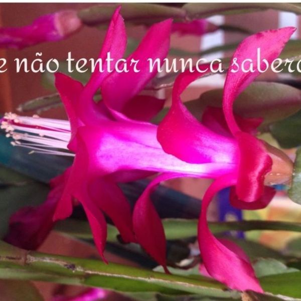 vamos aprender a salivar a vida